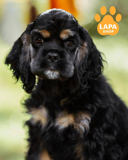 черный американский кокер спаниель