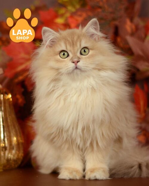 лілово-золотий довгошерстий британець