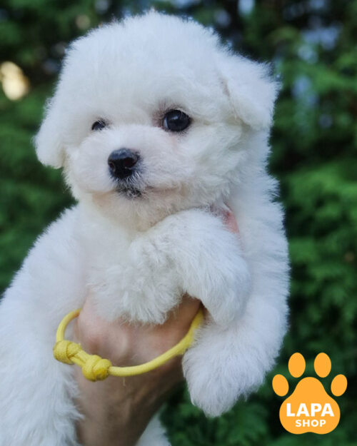 белый бишон фризе