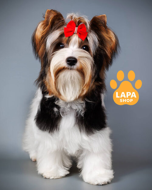 триколорний бівер йоркширський тер'єр