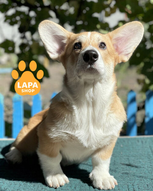 рыже-белый вельш корги пемброк