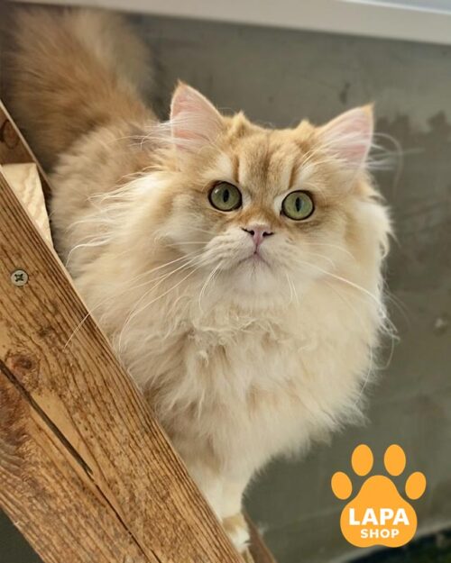 Efes is a Luxurious British Cat in a Spectacular Golden Fur Coat With a Show-class Temperament