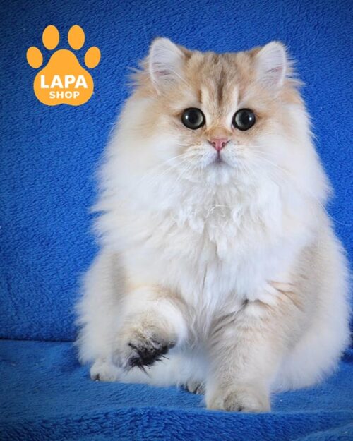 довгошерстий британець