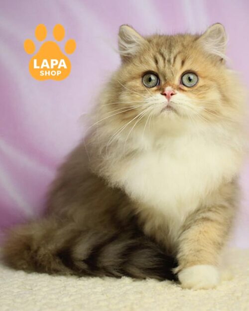 шоколадно-біла довгошерста британка