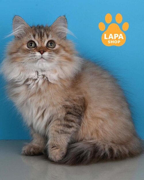 шоколадная длинношерстная британская кошка