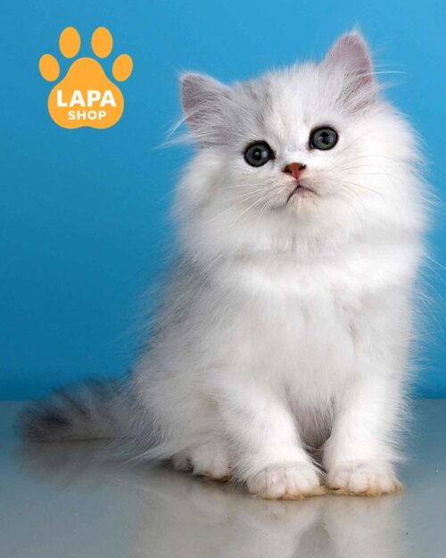Luxurious British Longhair Kitten in a Silver Fur Coat Xeppi blh xeppi