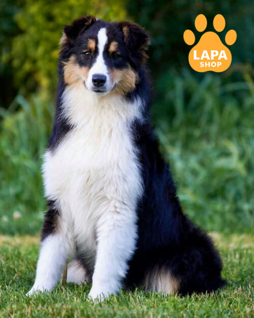 триколорна ауссі