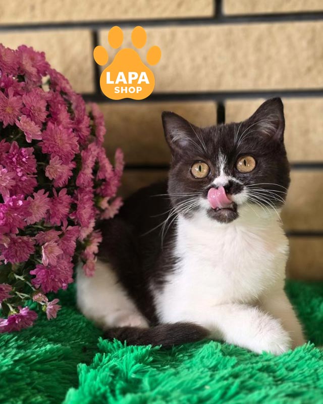 черно-белая британская кошка