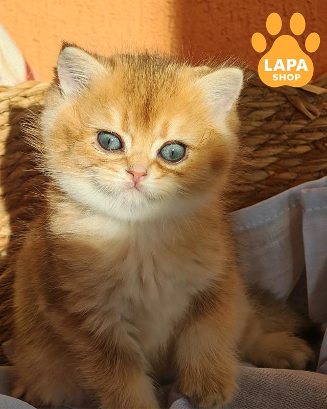 золотий британець