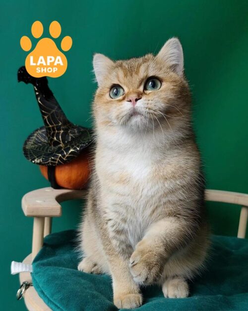 золота британка