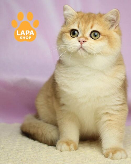 золотий британець