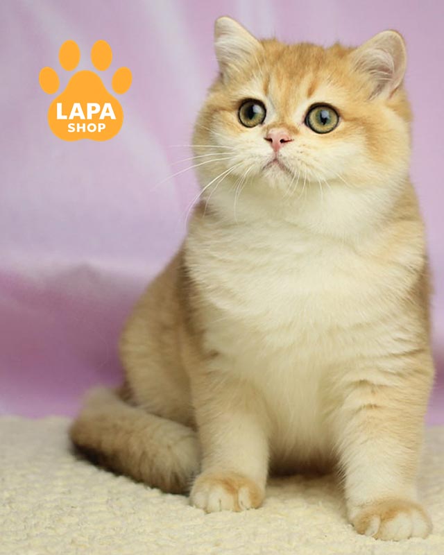 золотий британець