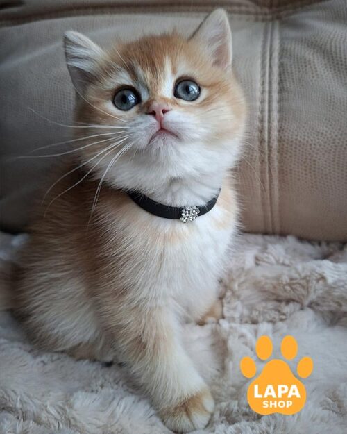 Charming British Kitty in a Spectacular Golden Fur Coat Betty bri betty