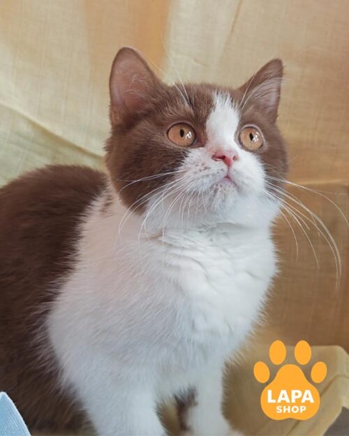 cinnamon-white British