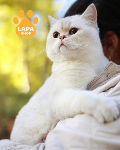 сріблястий британський котик