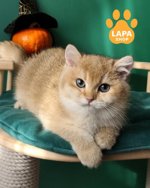 золотий британець