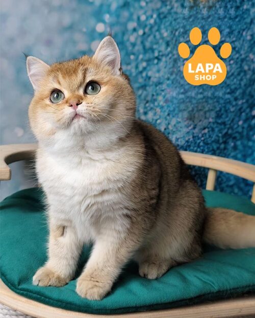 золота британка