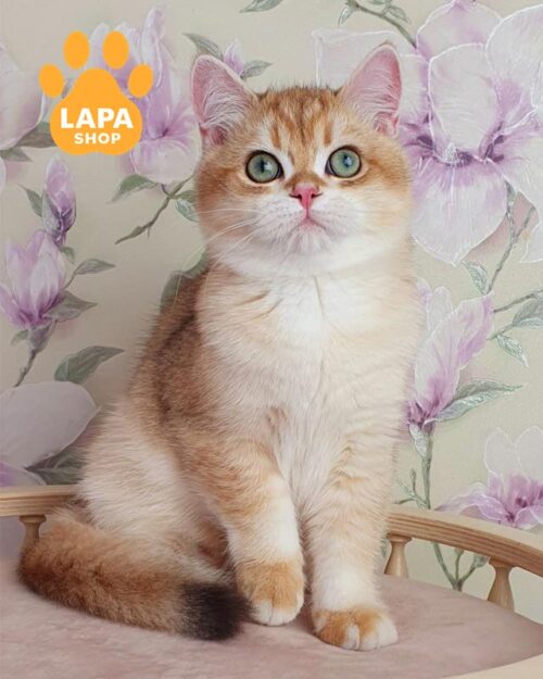 золотой британец