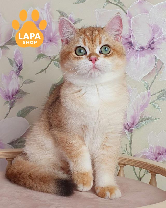 золотой британец