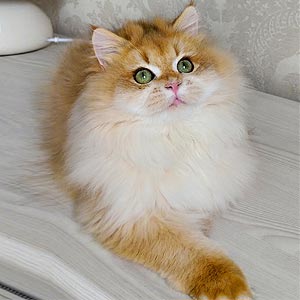 Милый плюшевый британский котенок Umka bri dad 1