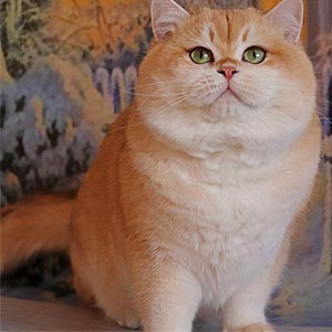 Стильный британский красавец с роскошными голубыми глазами Nickolas bri dad