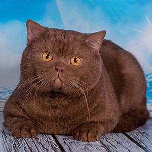 Aisha – очаровательная британская кошечка в эффектной черно-белой шубке bri dad11