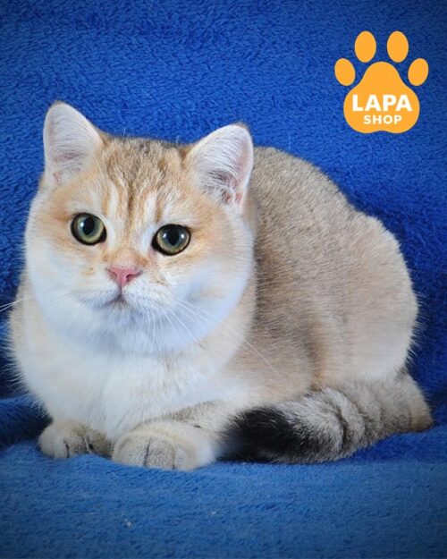 золота британка