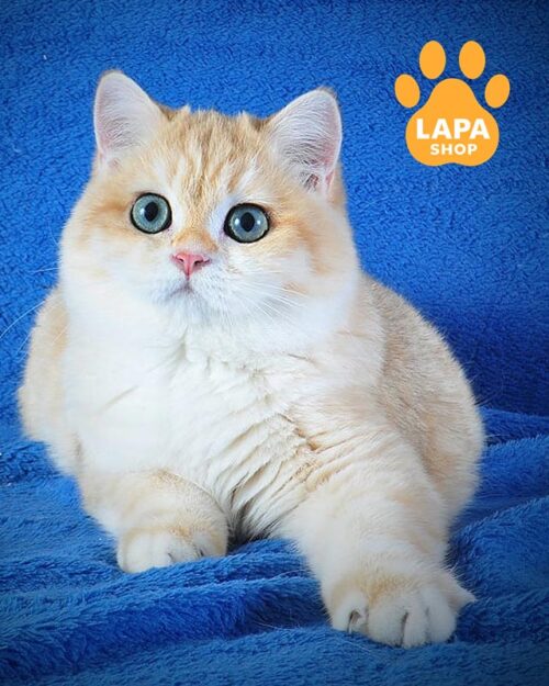 золотий британець