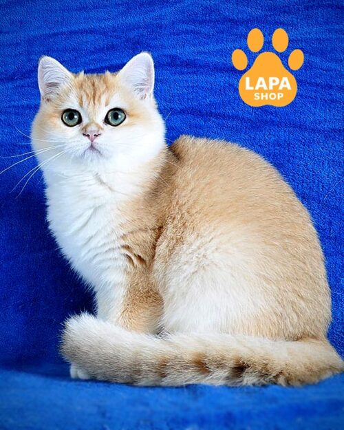 золота британка