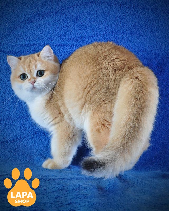 золотий британець