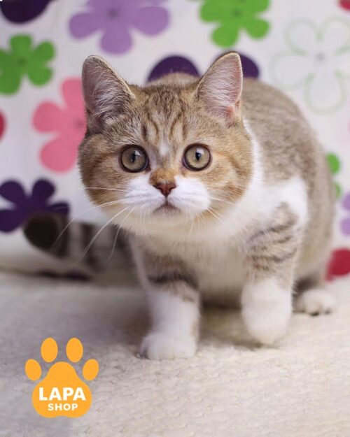 spotted and white British kitty