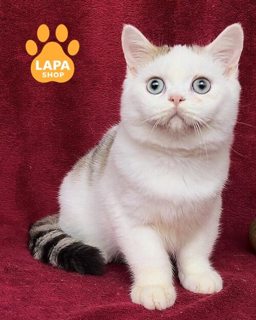 біколорний британець