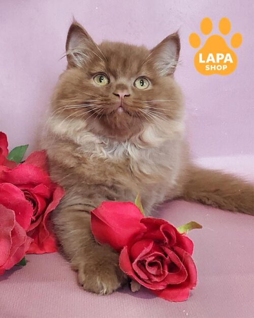 Hugo is a Charming British Longhair Cat