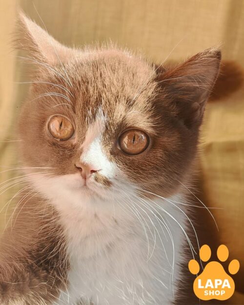 white-cinnamon British kitty