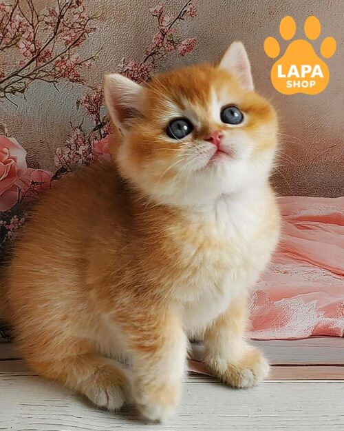 золотий британець