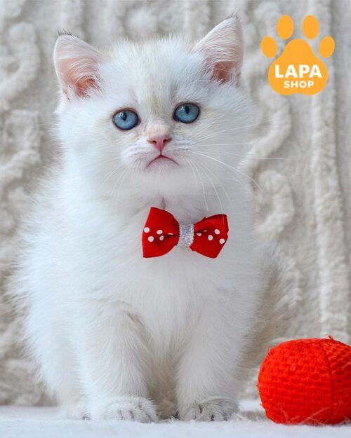 blue-eyed British kitten