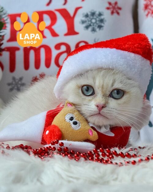 блакитоокий британець