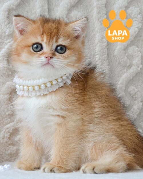 золота британка