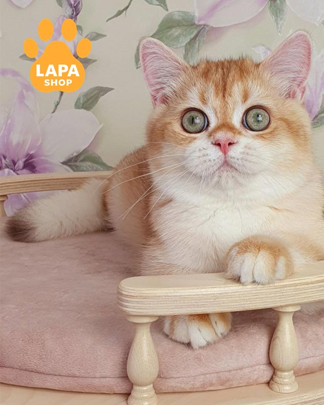 золотой британец