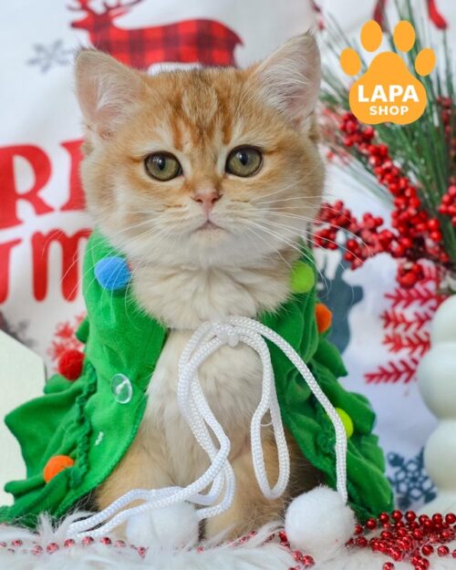 золота британка