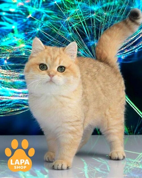 плямисто-золота британська кішка