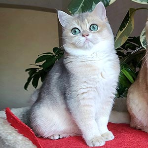 Милый плюшевый британский котенок Umka bri mom 1