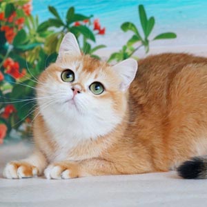 Стильный британский красавец с роскошными голубыми глазами Nickolas bri mom2