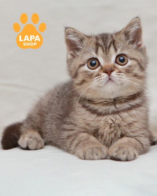 chocolate spotted British