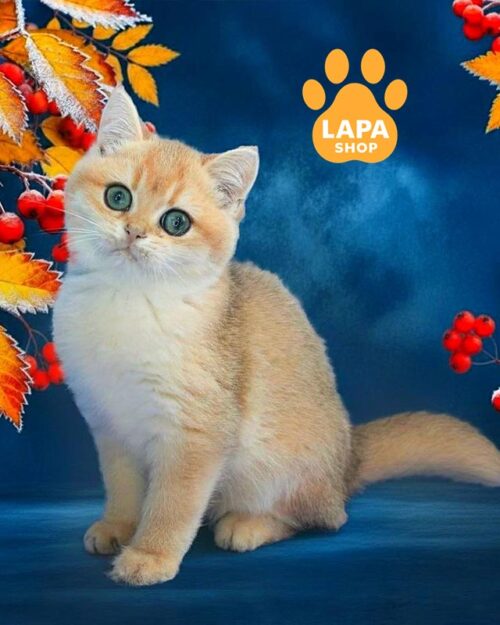 золотий британець