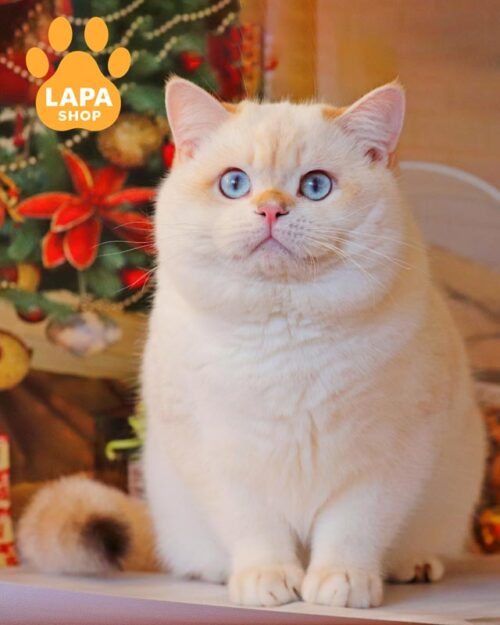 блакитноокий британець
