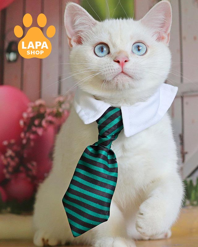 блакитноокий британець