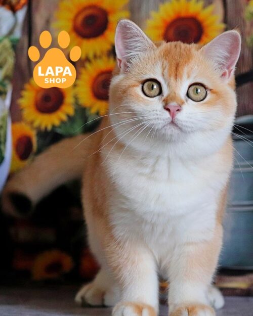 золота британка