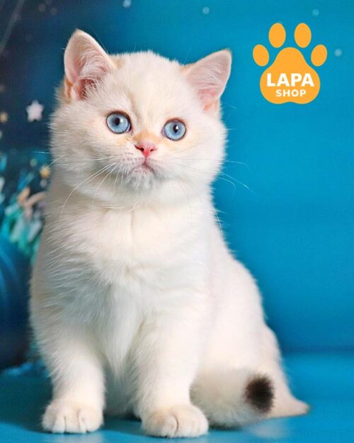 blue-eyed British kitty