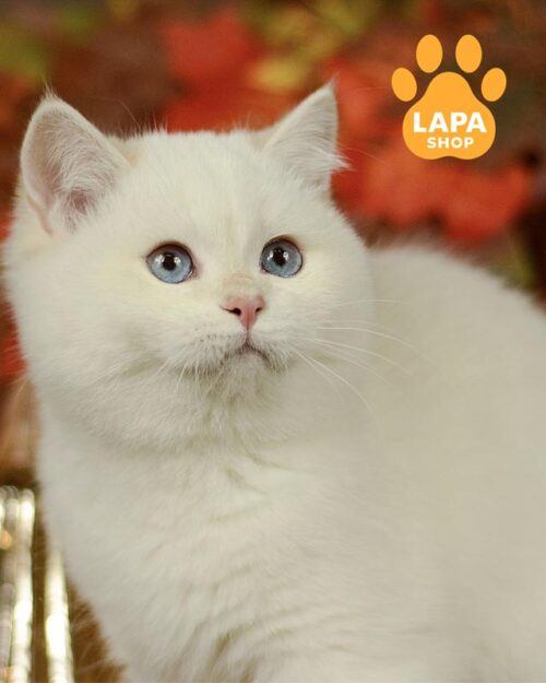 колор пойнтова британка